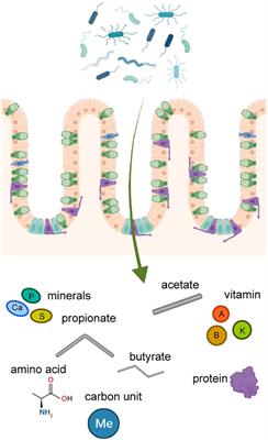 Gut microbiota supports male reproduction via nutrition, immunity, and signaling